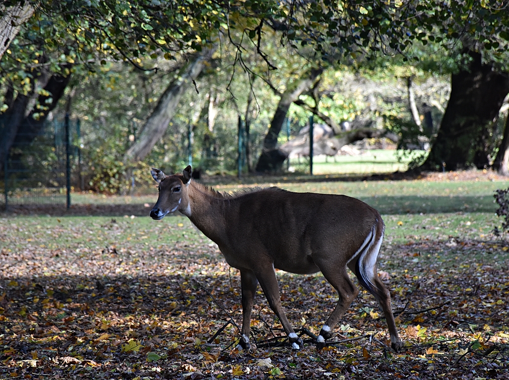 Nilgai