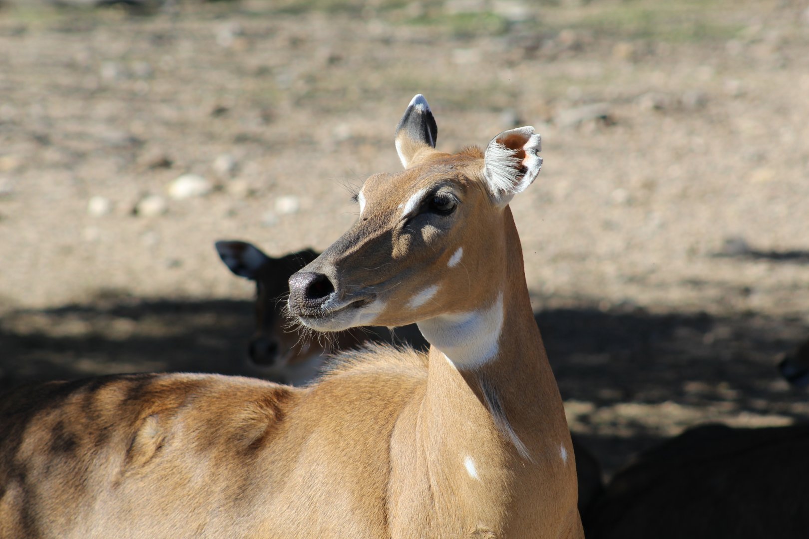 Nilgai