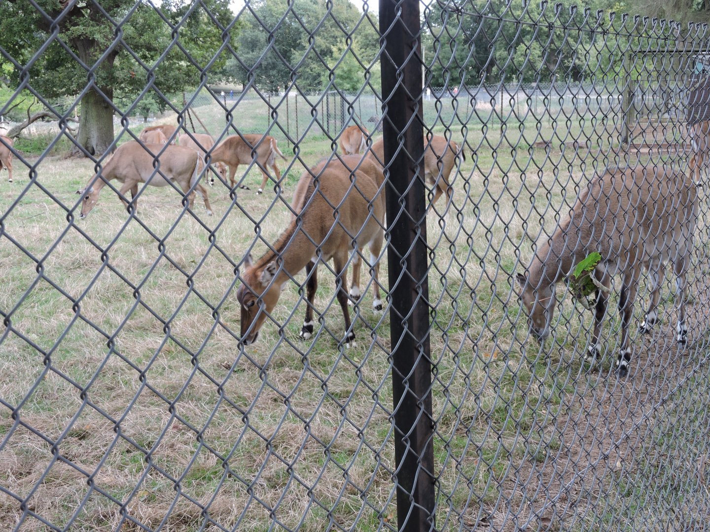 Nilgai