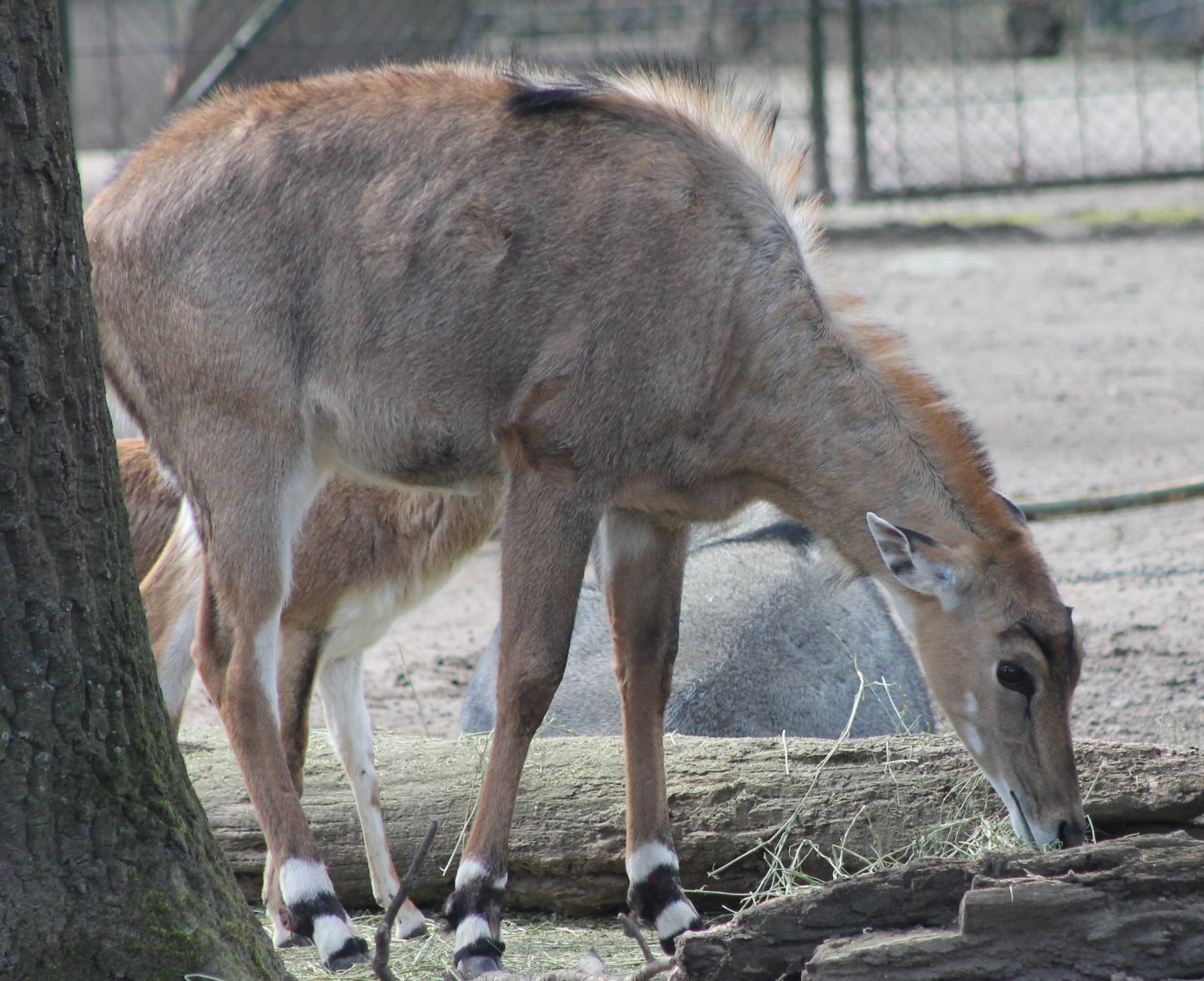 Nilgai