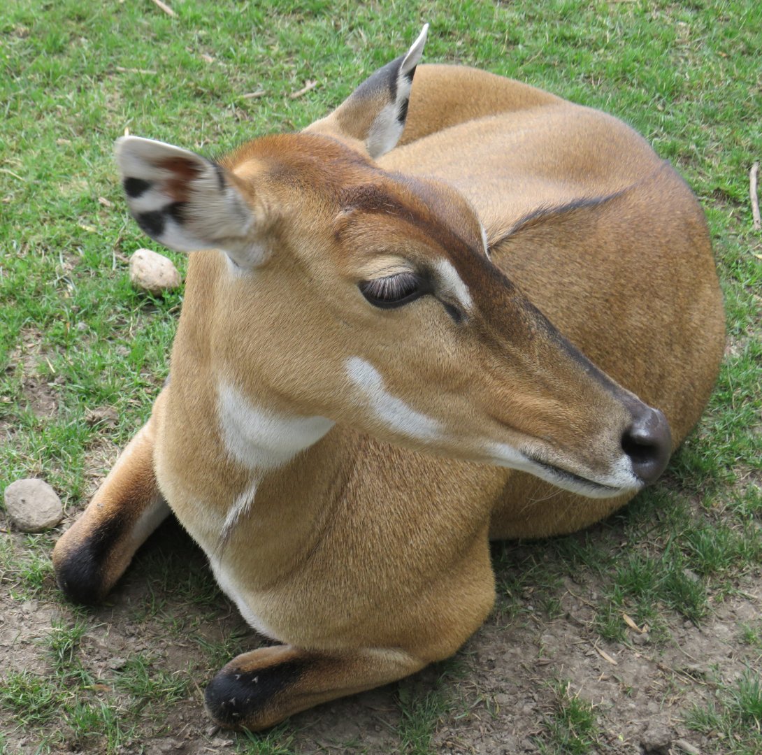 Nilgai