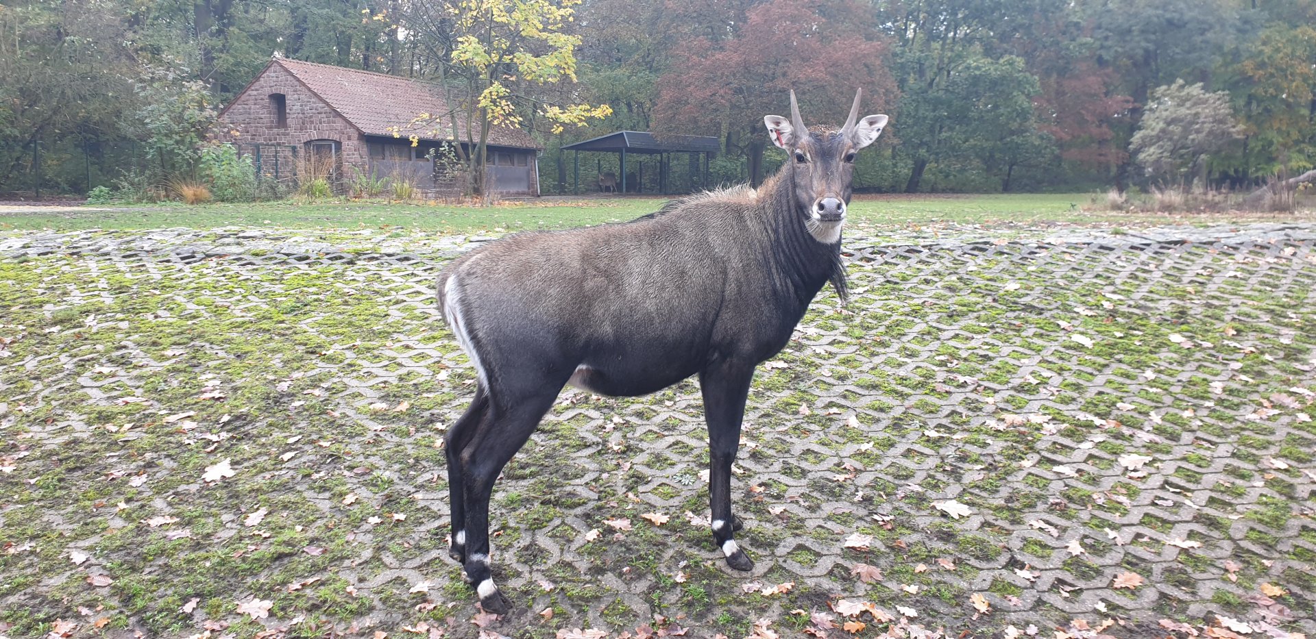 Nilgai