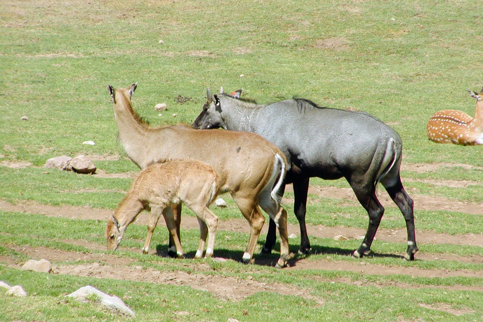 Nilgai