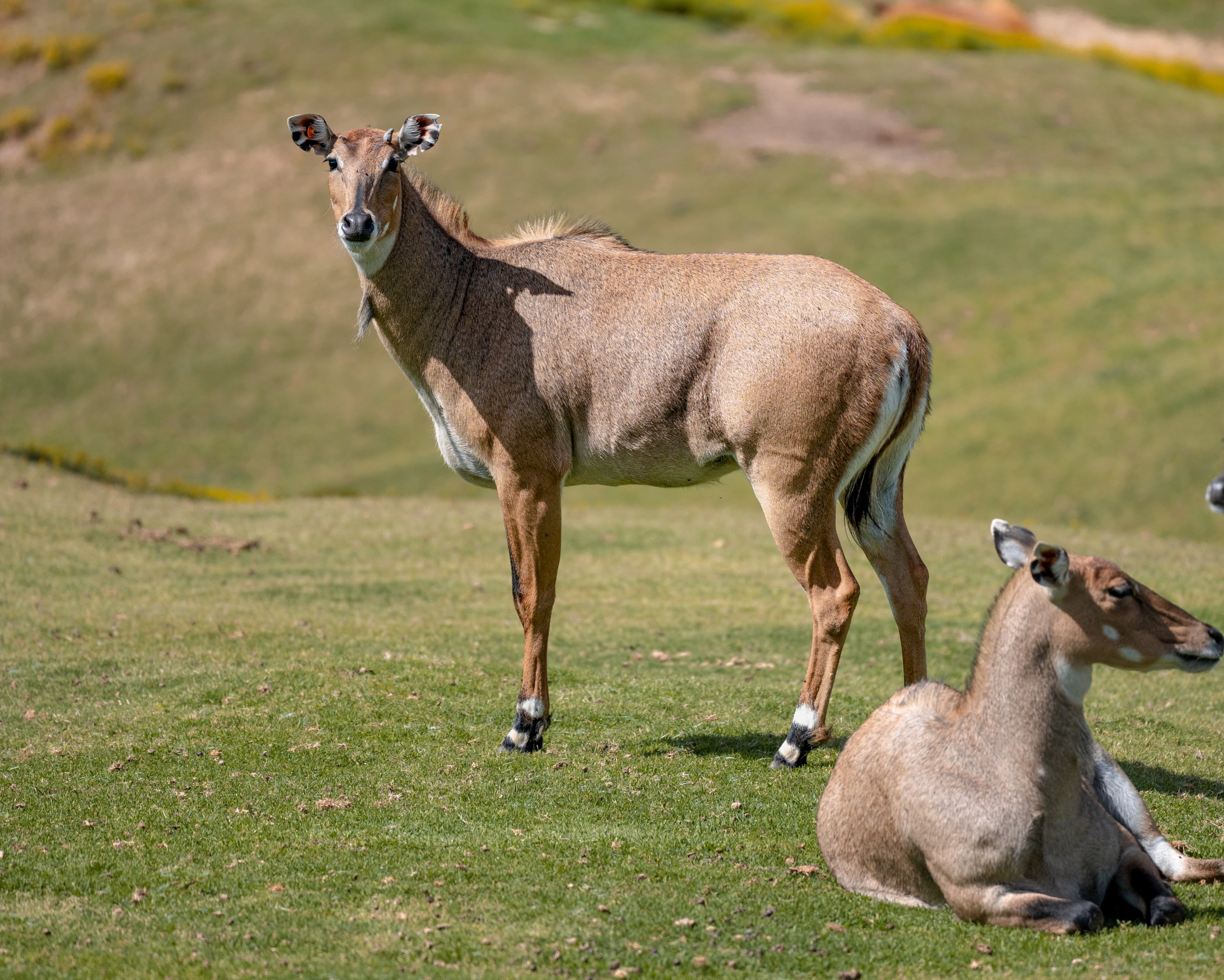 Nilgai