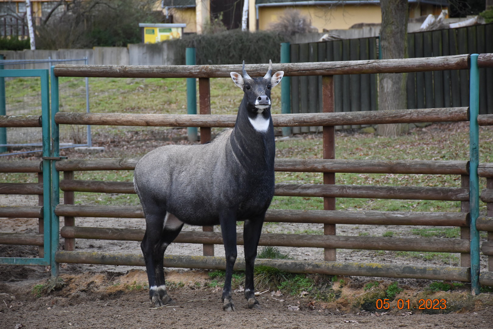 Nilgai