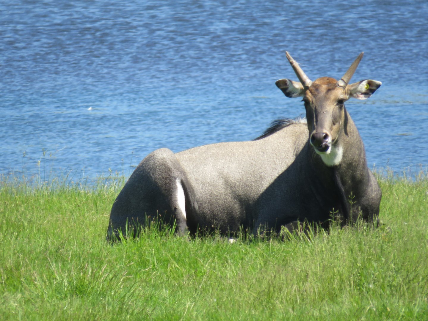 Nilgai