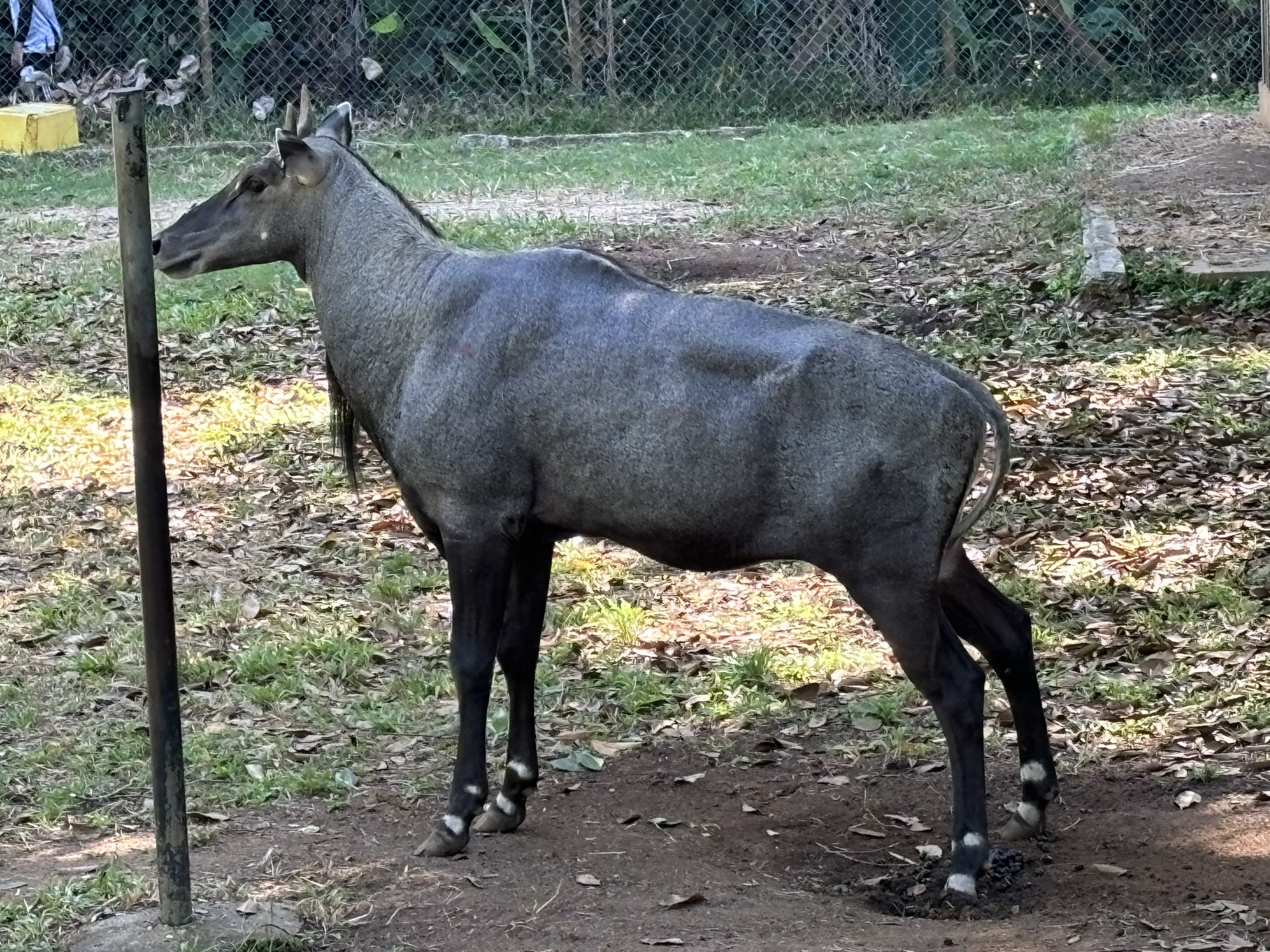 Nilgai
