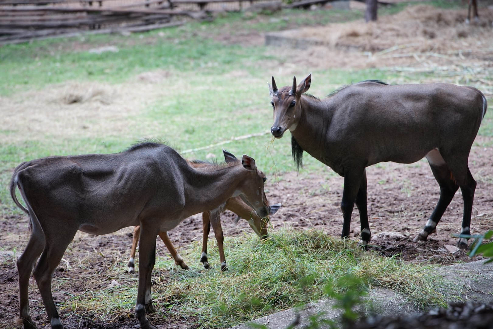 Nilgai