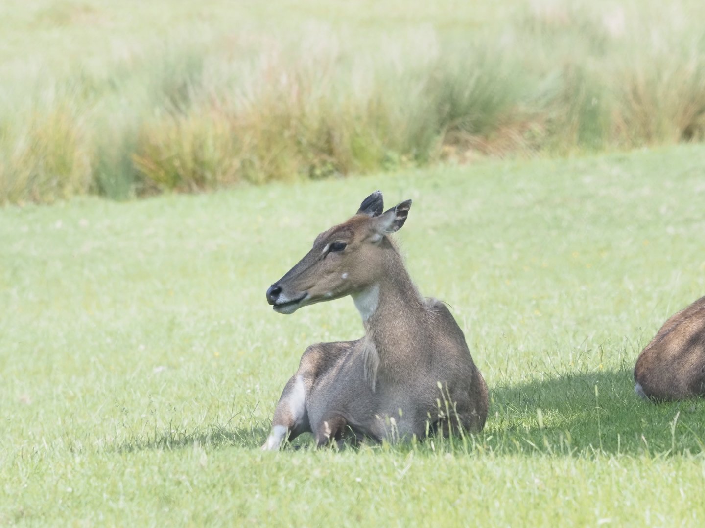 Nilgai