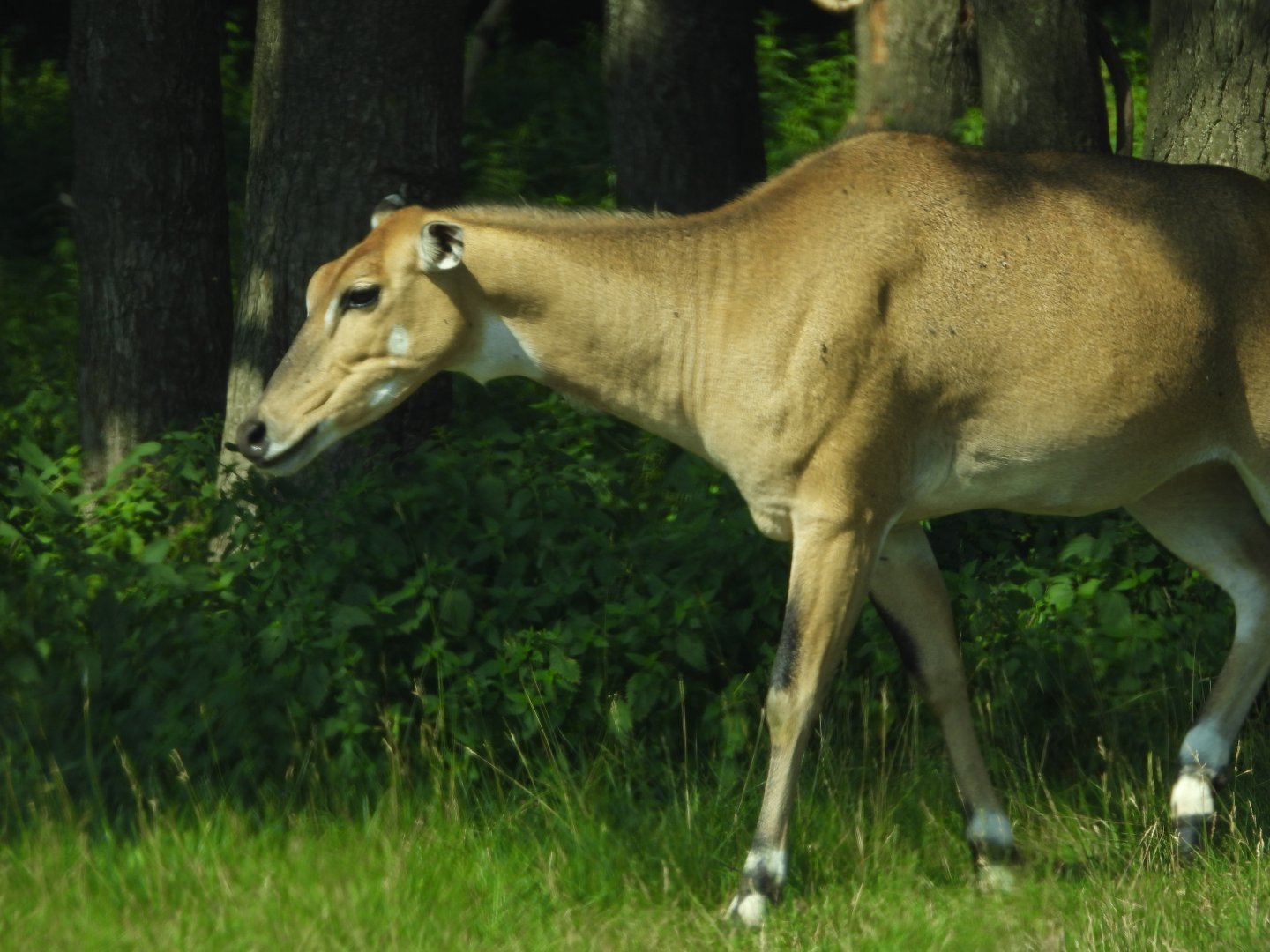Nilgai