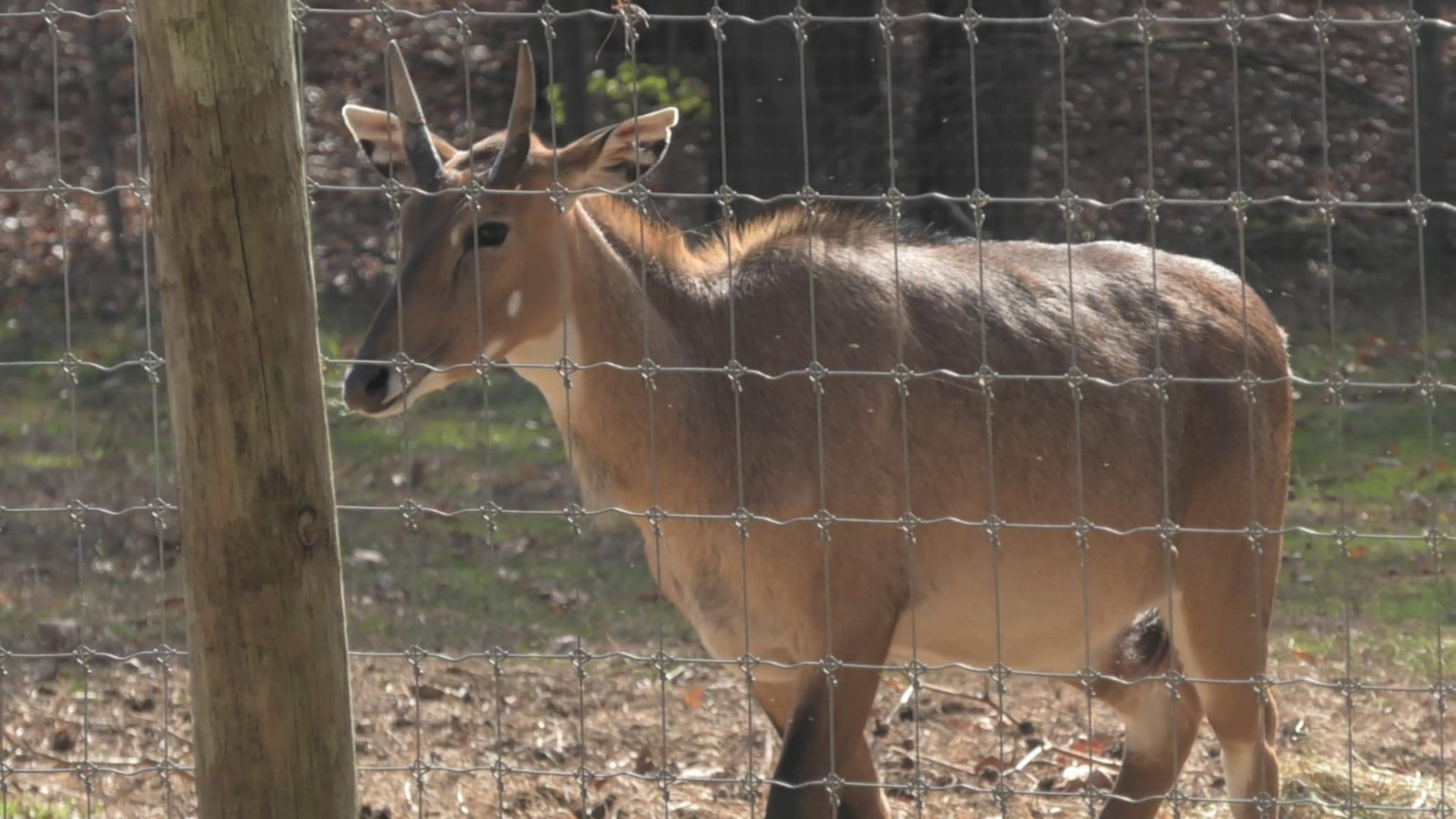 nilgai