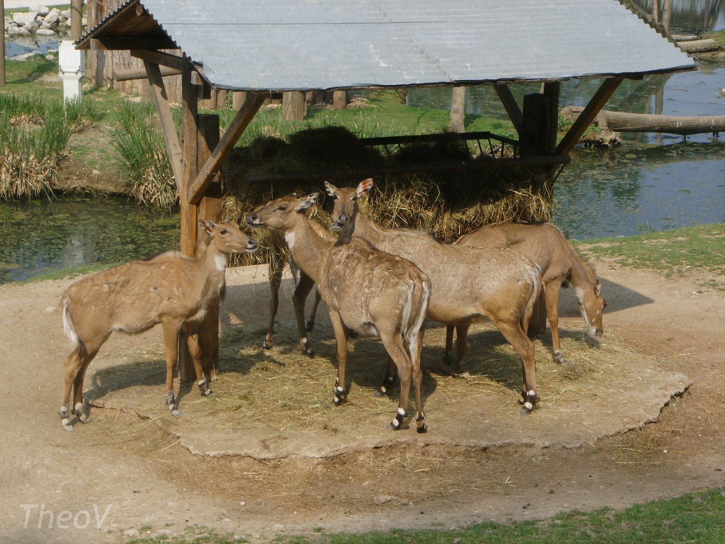 Nilgais [2000's]