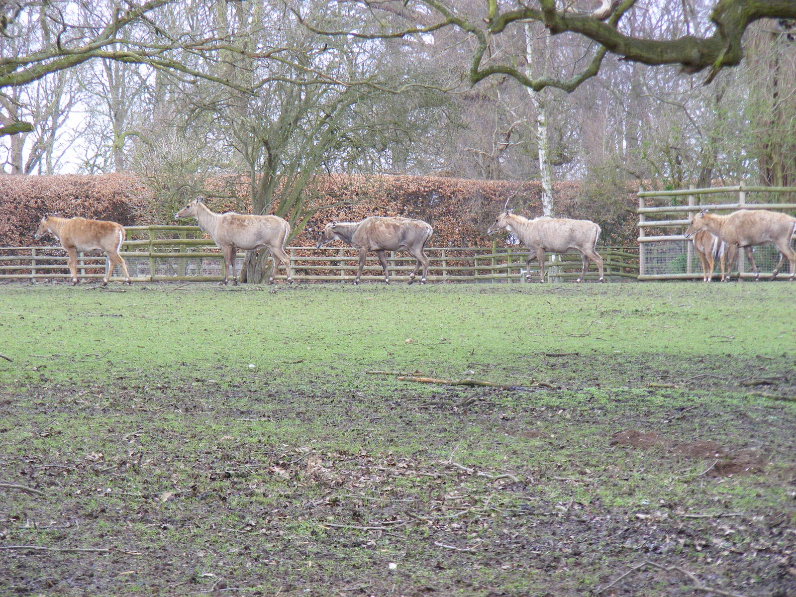 Nilgais at Howletts Wild Animal Park, 3 April 2010