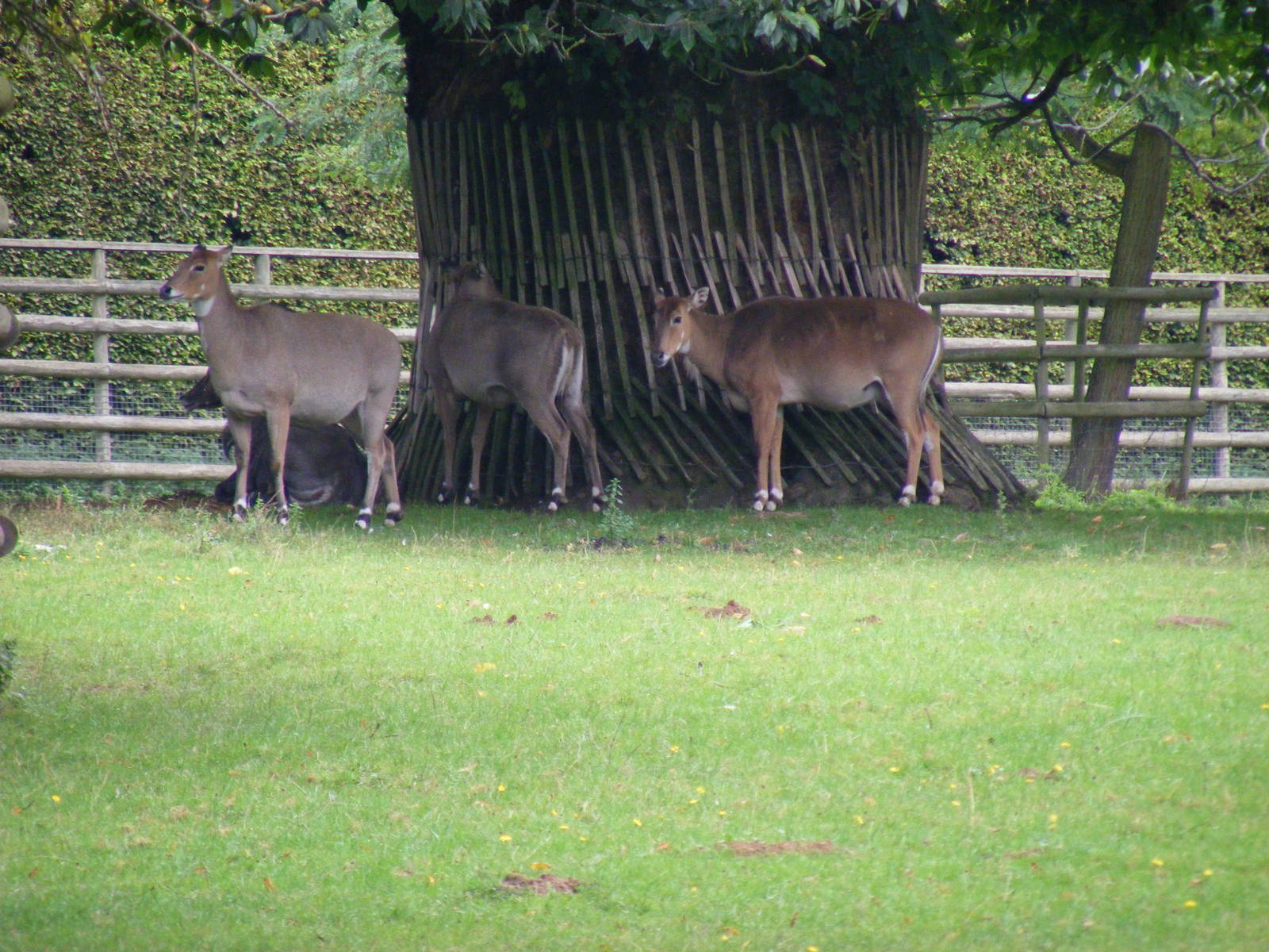 Nilgais at Howletts Wild Animal Park, 4 September 2011