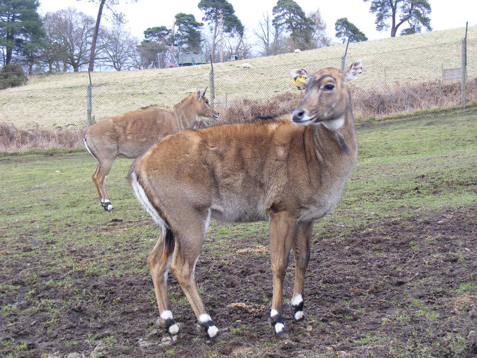 Nilgais at West Midland Safari Park, 13 February 2010