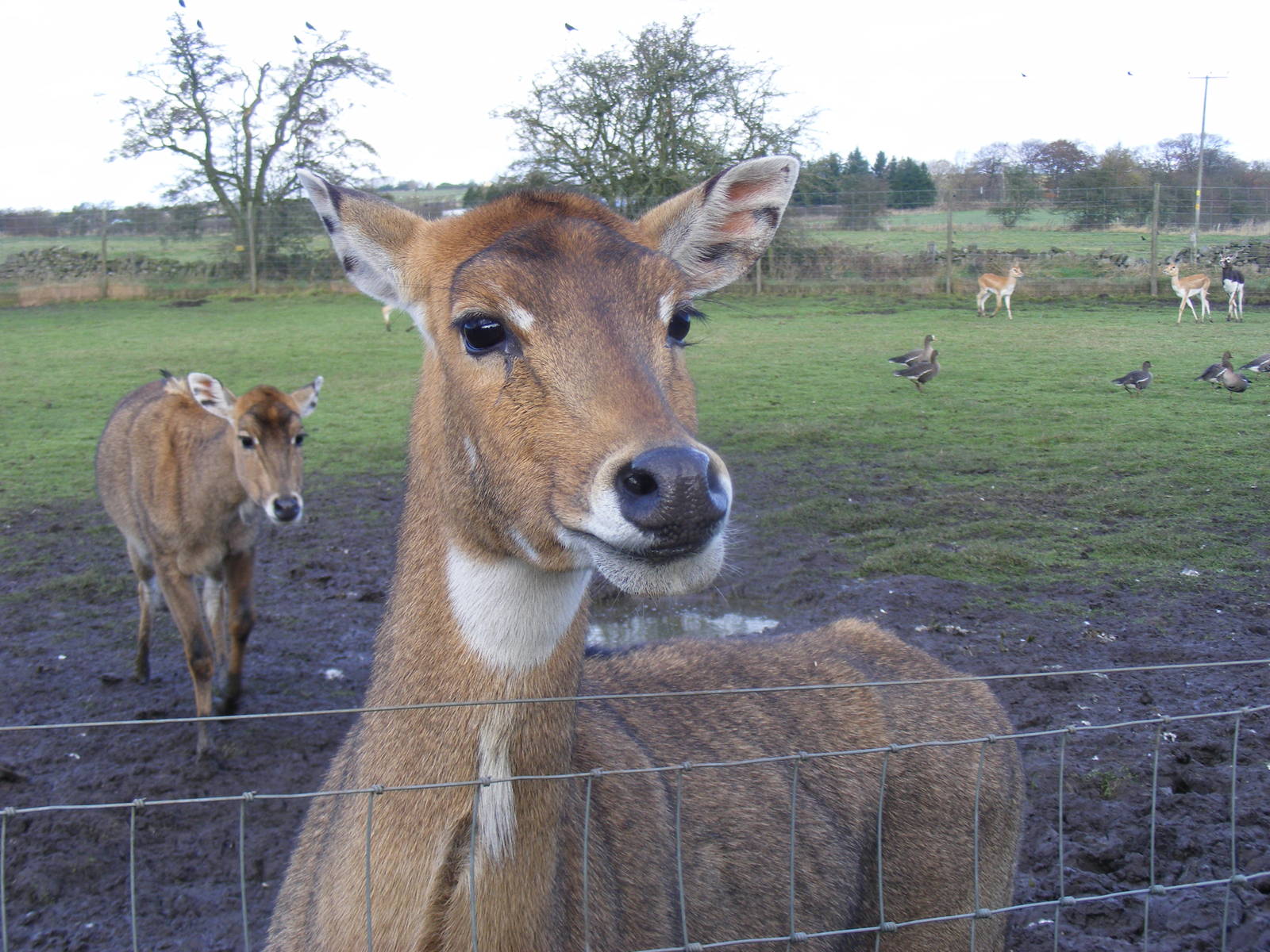 Nilgais, blackbucks and lesser white-fronted geese at Blackbrook Zoo, 13 No