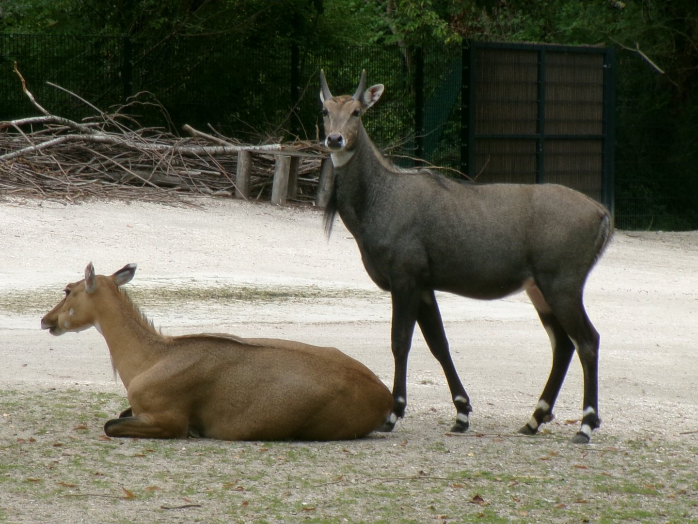 Nilgais