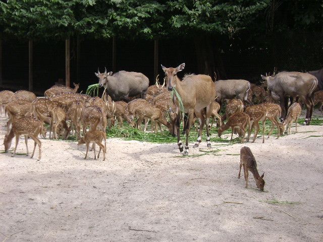 Nilghai & Axis Deer Exhibit