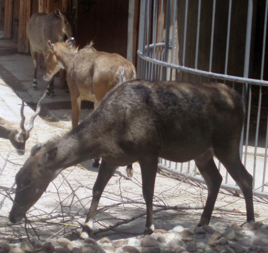 Nilghai (Boselaphus tragocamelus)