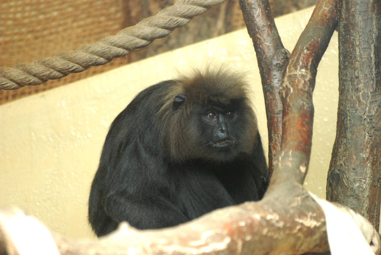Nilgiri Langur at Erfurt, 18/03/15