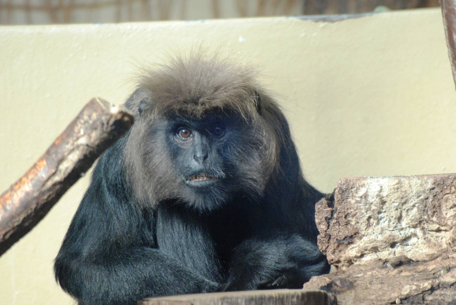 Nilgiri Langur at Erfurt, 18/03/15