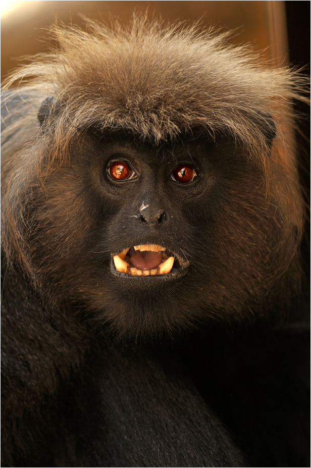 Nilgiri-Langur at erfurt zoo