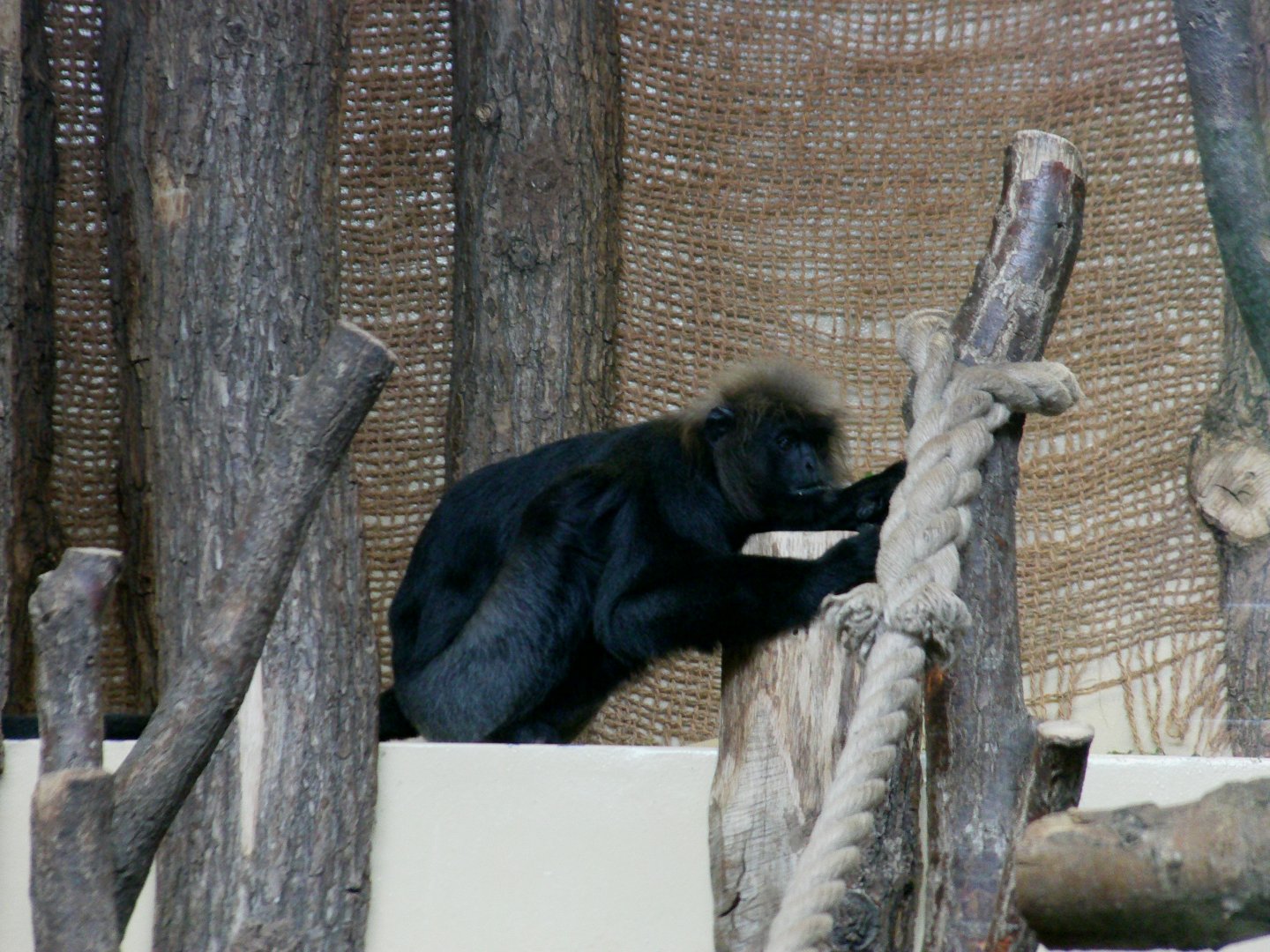 Nilgiri langur - July 2014