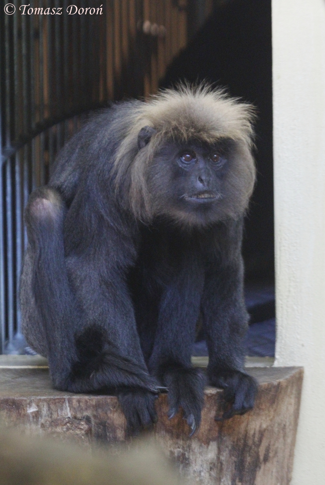 Nilgiri Langur (Trachypithecus johnii), August 2015
