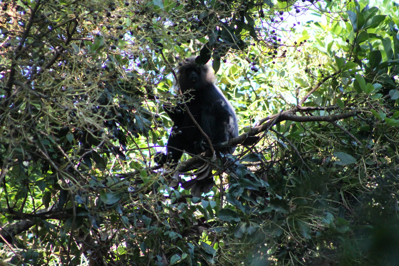 Nilgiri Langur (Trachypithecus johnii)