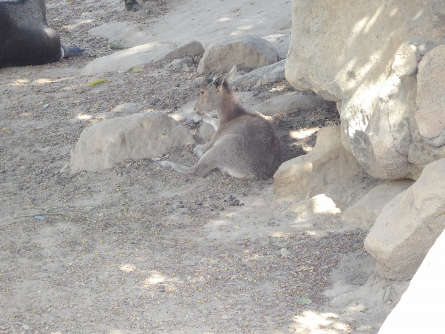 Nilgiri Tahr Calf(Nilgiritragus hylocrius)