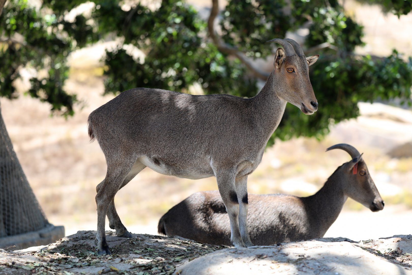 Nilgiri Tahr (Nilgiritragus hylocrius) female