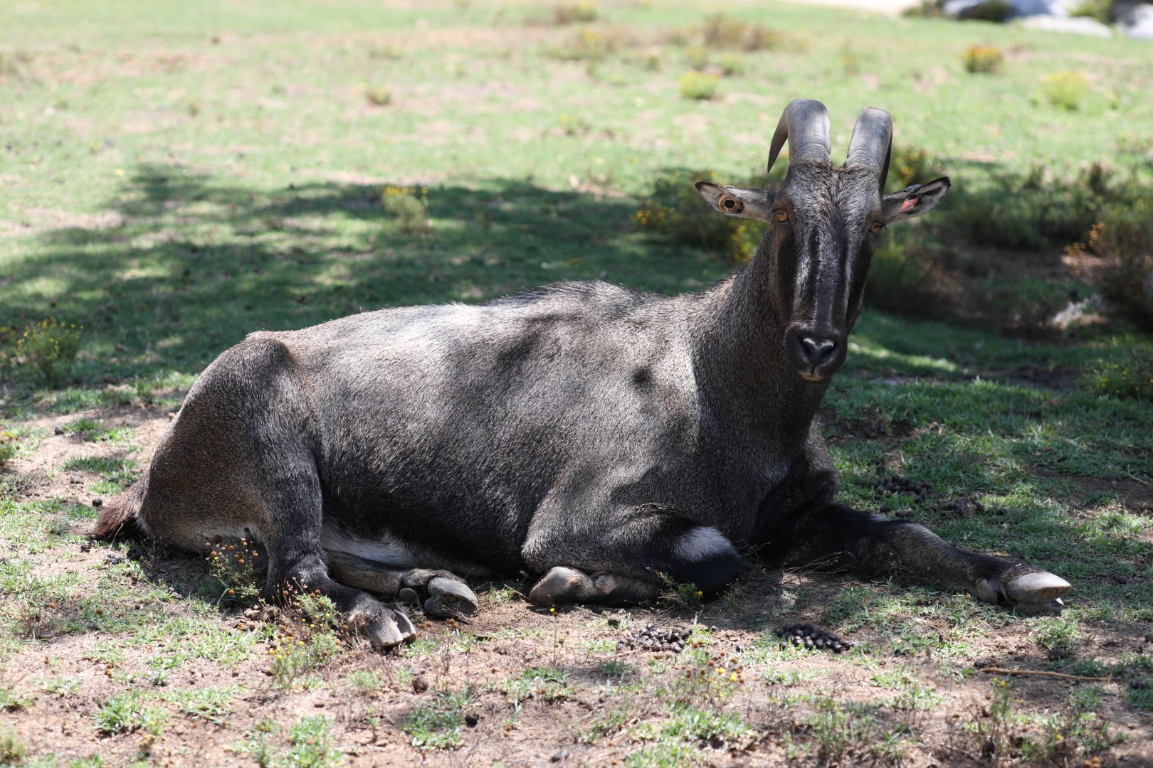 Nilgiri Tahr (Nilgiritragus hylocrius) male