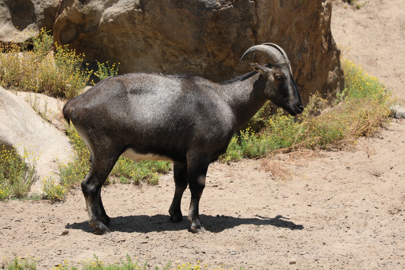 Nilgiri Tahr (Nilgiritragus hylocrius) male