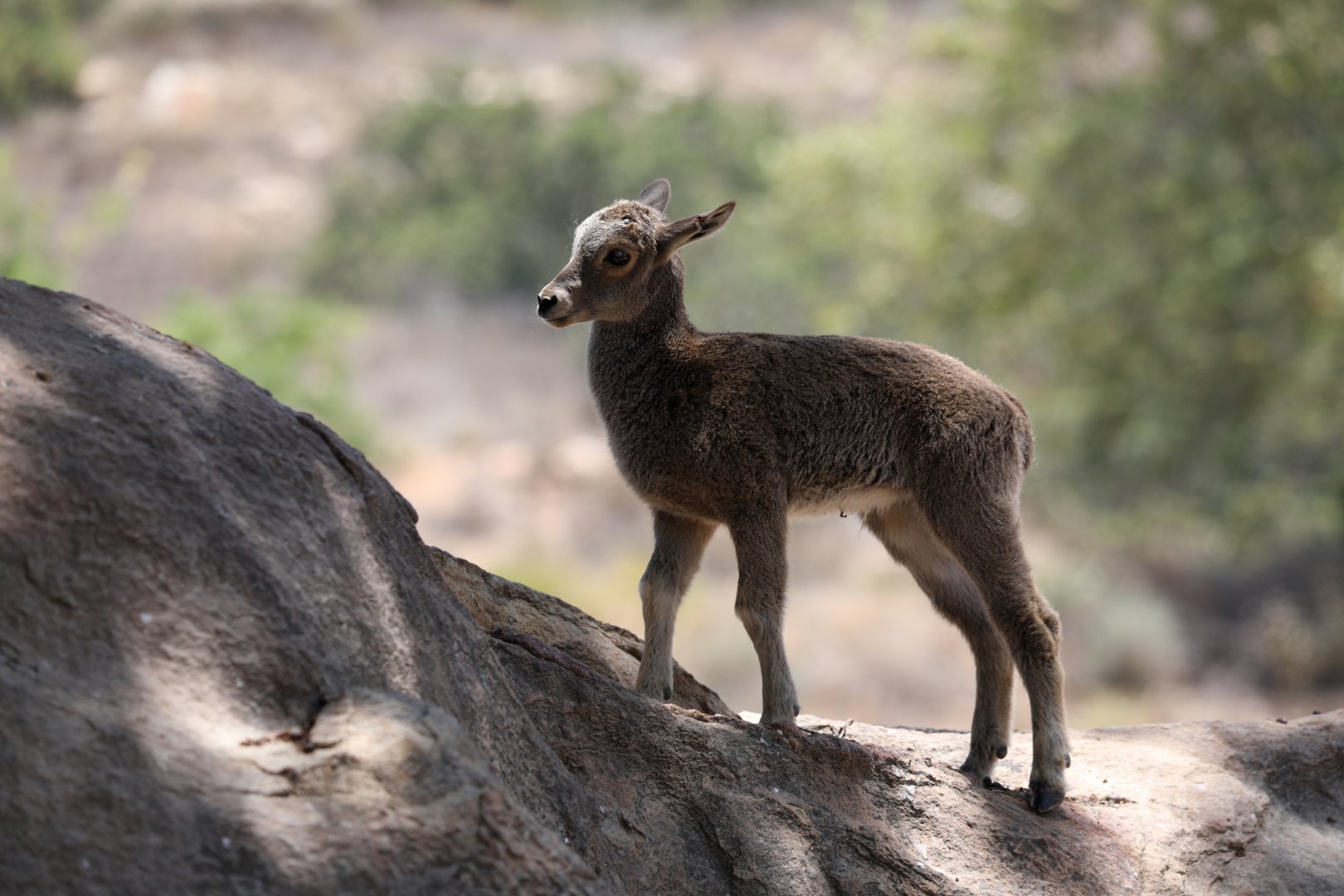 Nilgiri Tahr (Nilgiritragus hylocrius) young