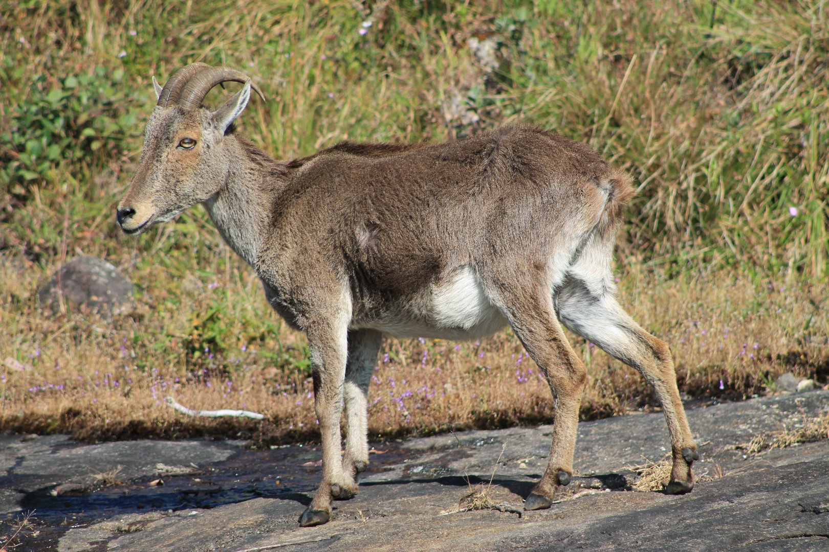 Nilgiri Tahr (Nilgiritragus hylocrius)