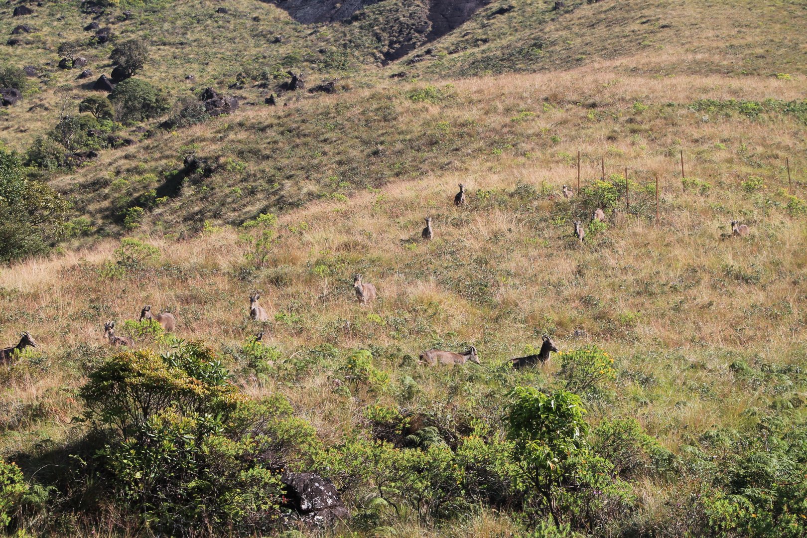 Nilgiri Tahr (Nilgiritragus hylocrius)