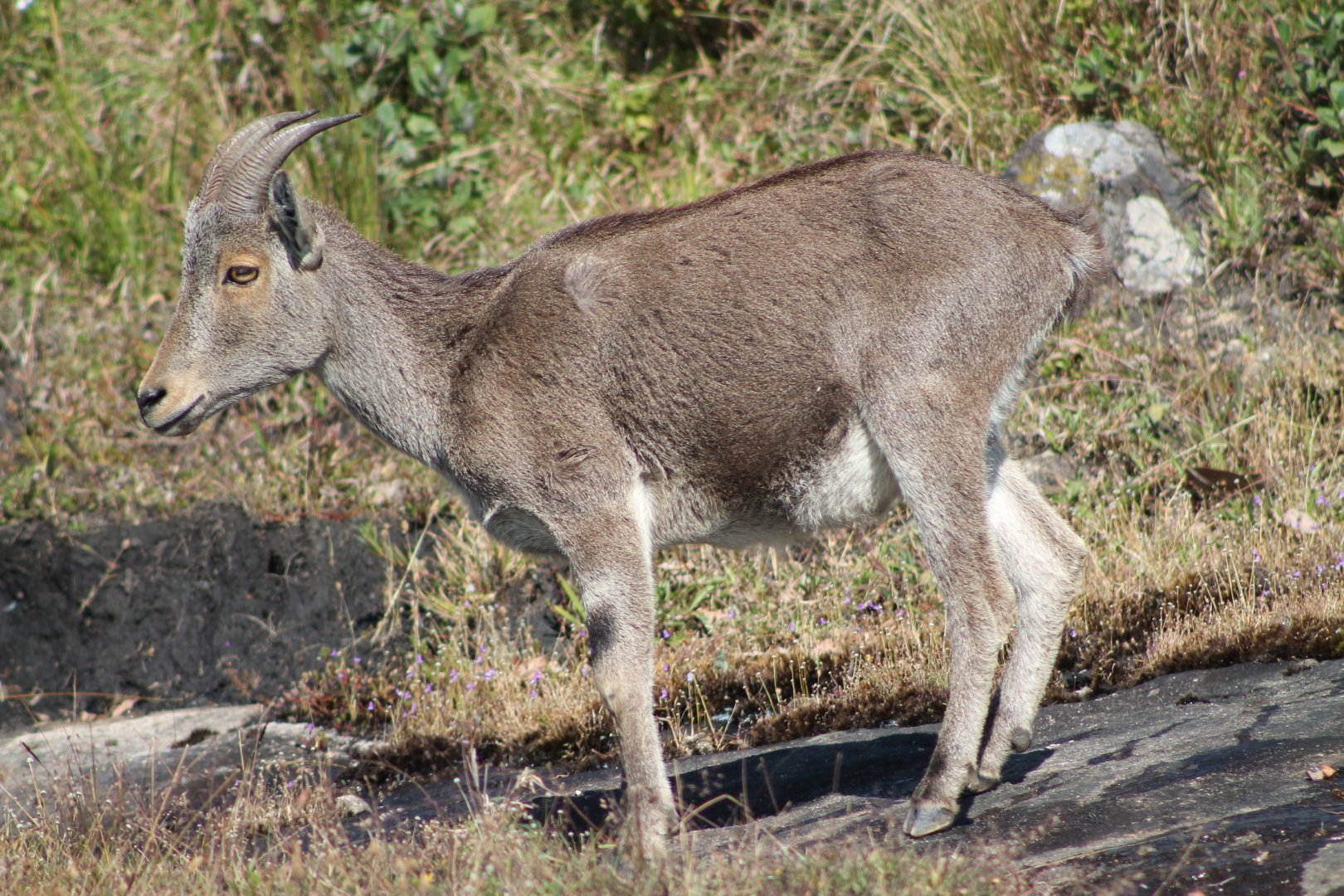 Nilgiri Tahr (Nilgiritragus hylocrius)