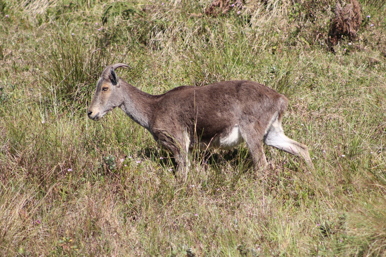 Nilgiri Tahr (Nilgiritragus hylocrius)