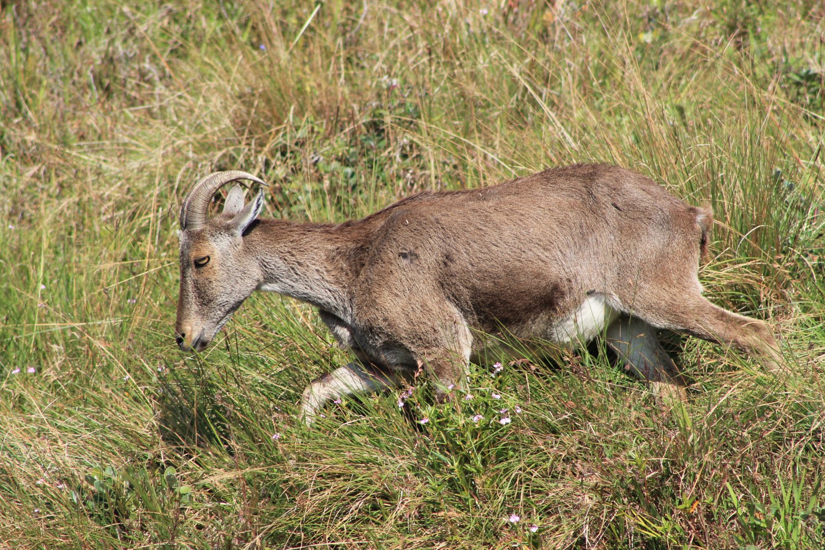 Nilgiri Tahr (Nilgiritragus hylocrius)