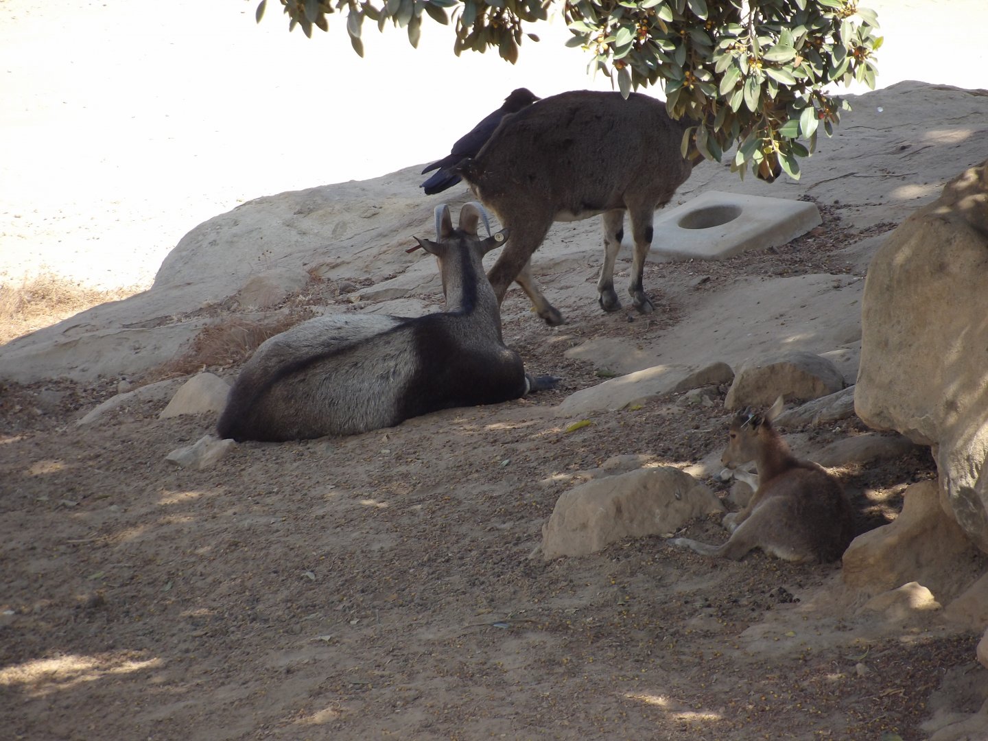 Nilgiri Tahr(Nilgiritragus hylocrius)