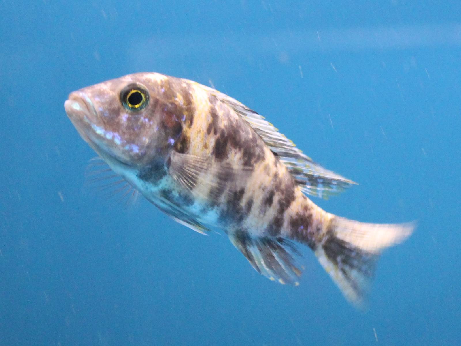 Nimbochromis ID