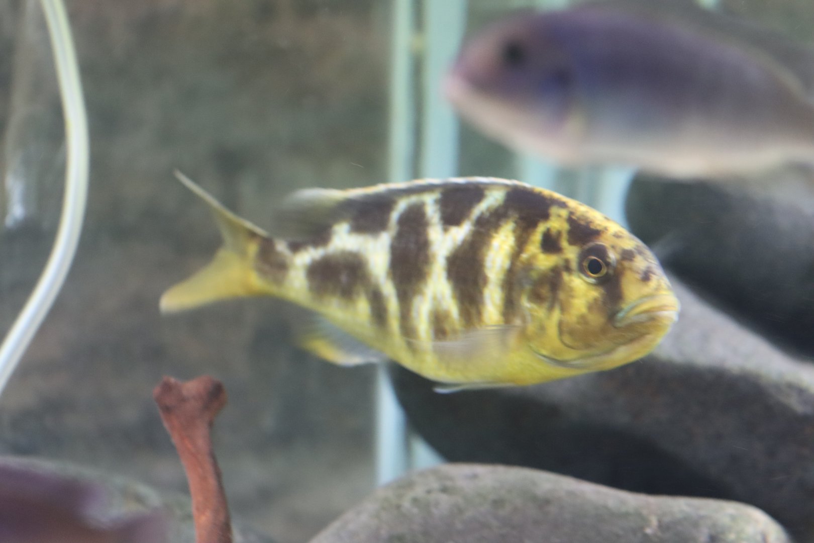 Nimbochromis ID