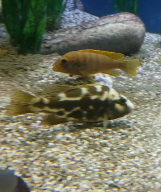 Nimbochromis livingstonii  and zebra cichlid