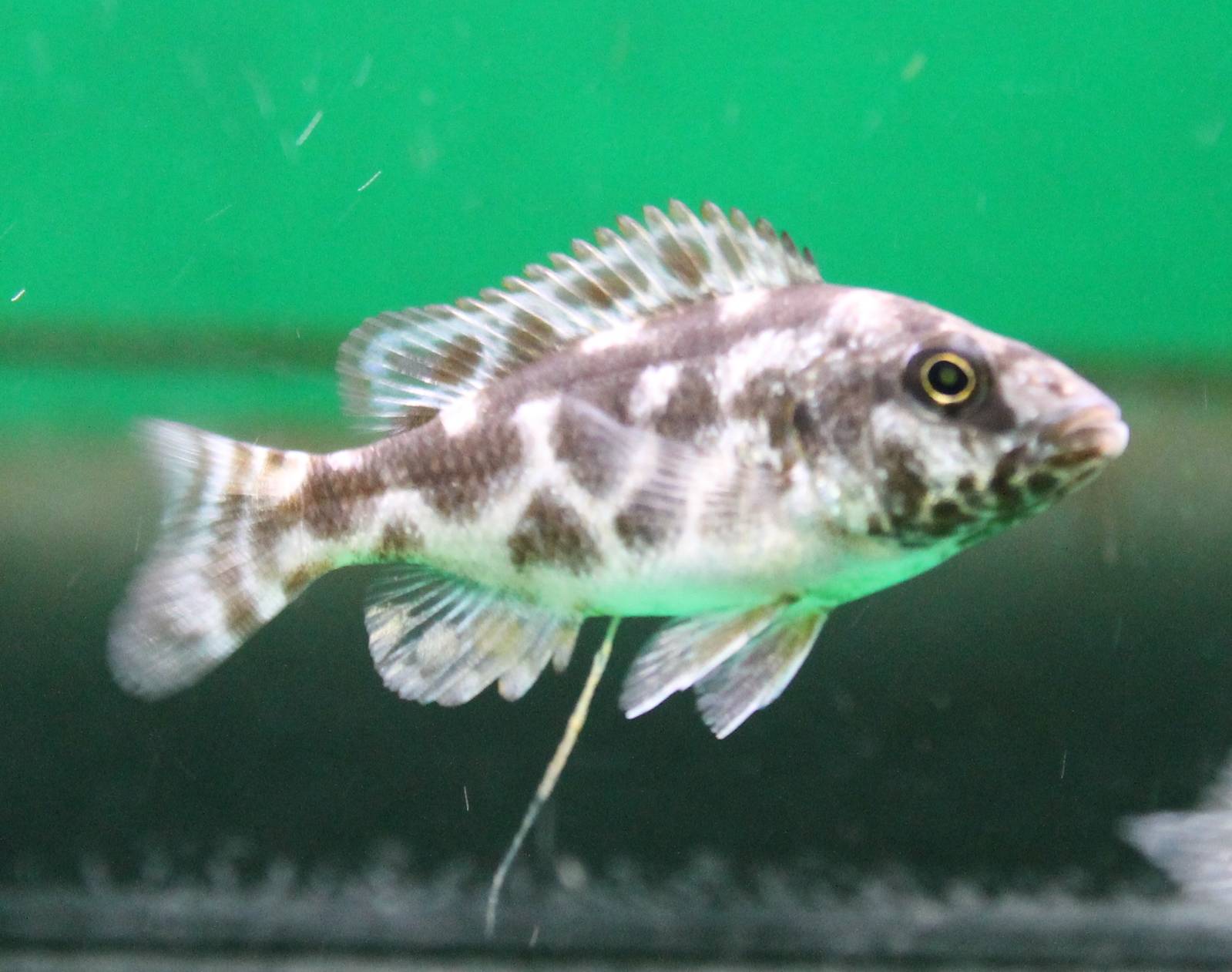 Nimbochromis livingstonii