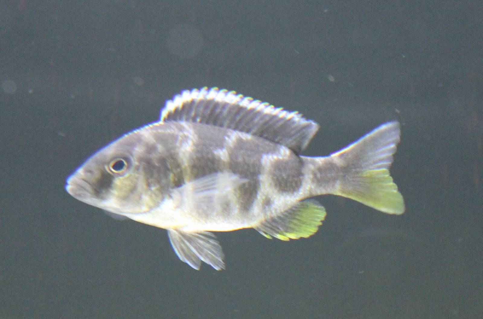 Nimbochromis livingstonii