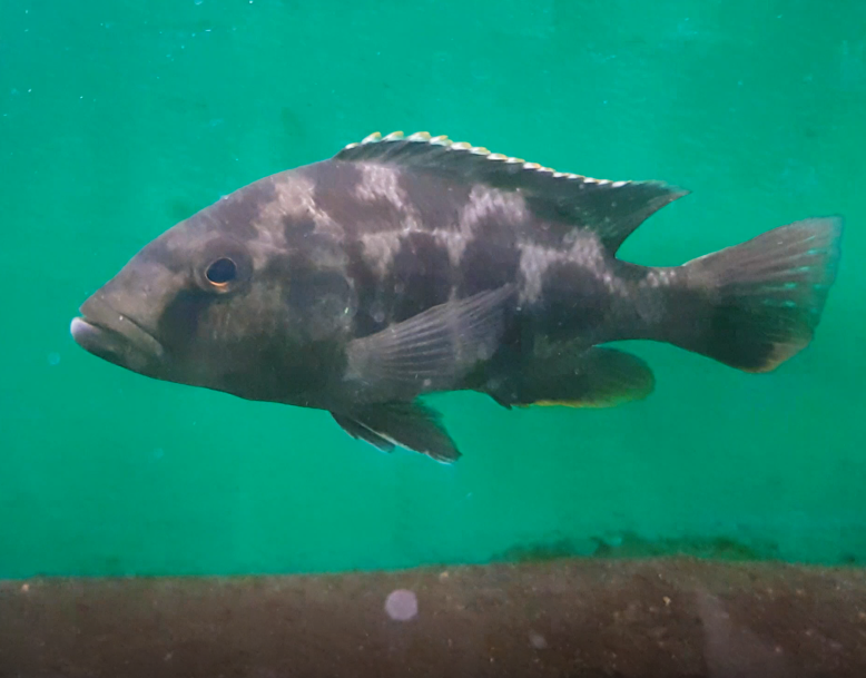Nimbochromis livingstonii