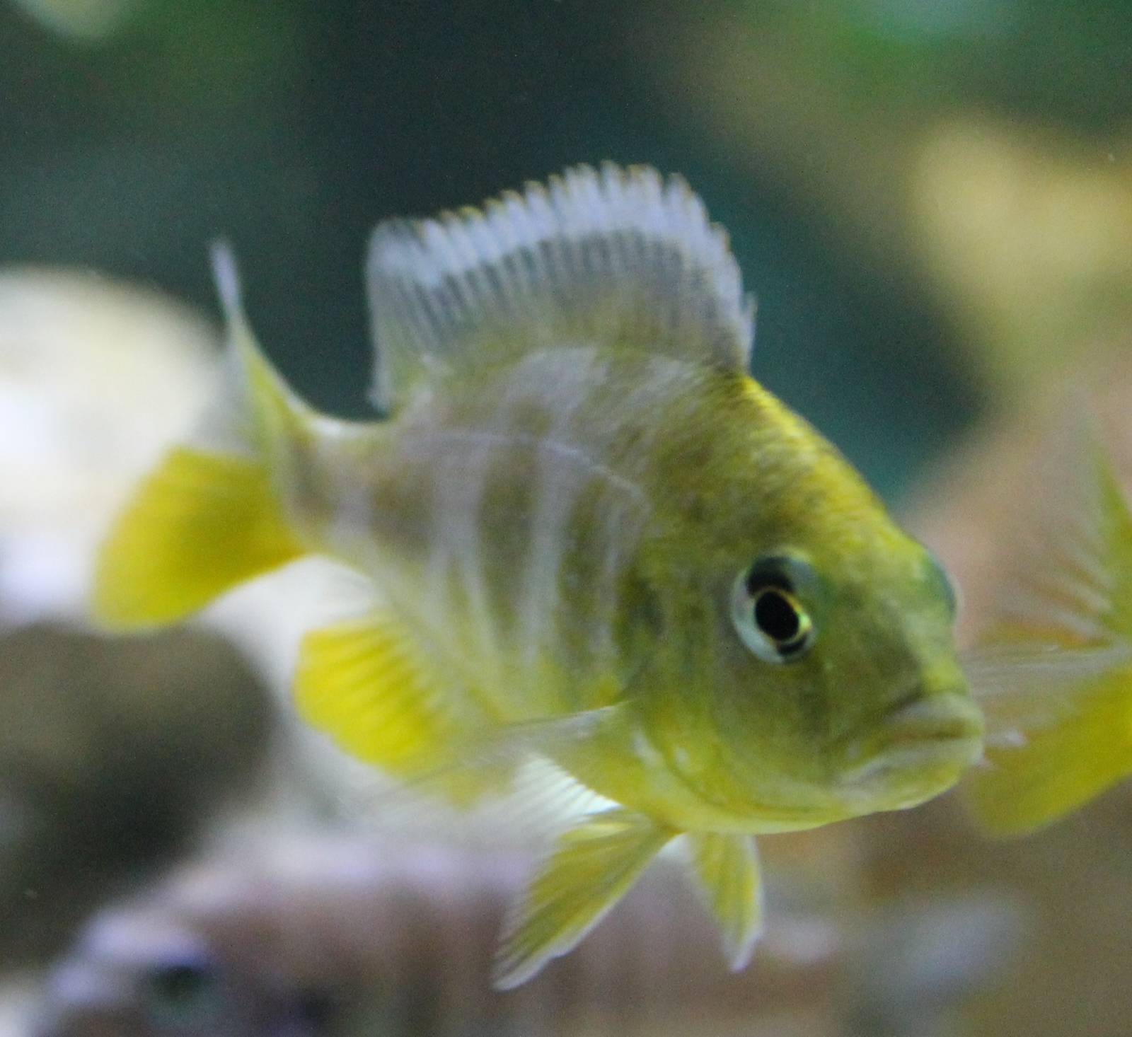 Nimbochromis species
