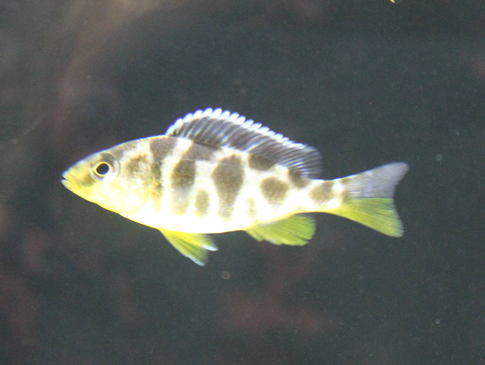 Nimbochromis venustus