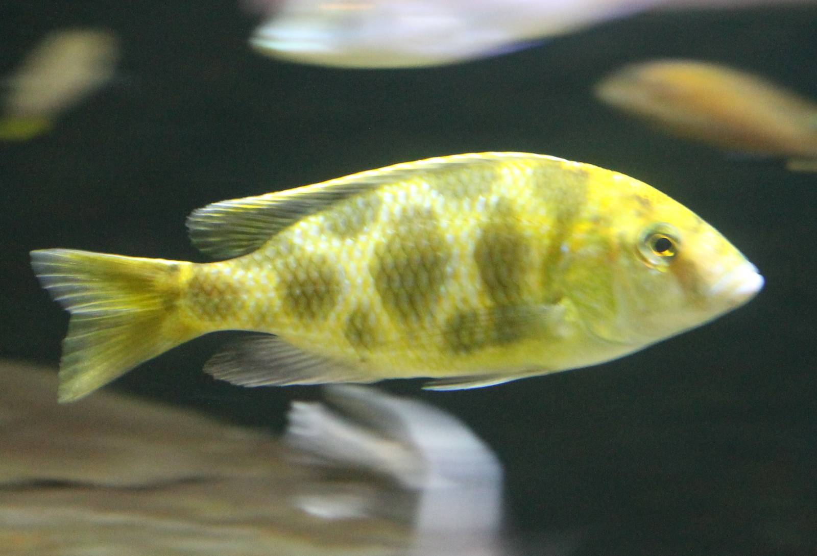 Nimbochromis venustus