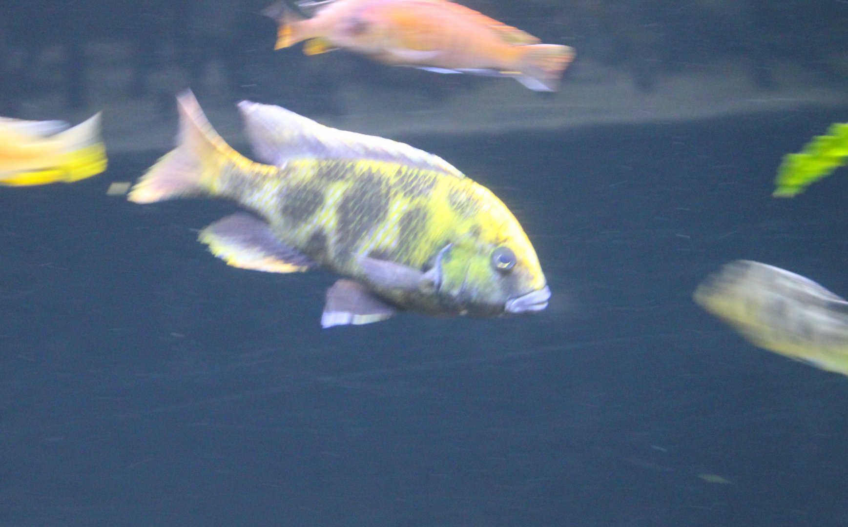 Nimbochromis venustus